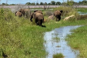 Lake Manyara, Tarangire, Ngorongoro 3-daagse safaritour