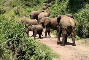 Lake Manyara, Tarangire, Ngorongoro 3-daagse safaritour
