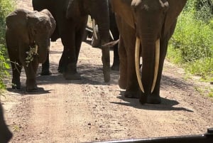 Lake Manyara, Tarangire, Ngorongoro 3-daagse safaritour