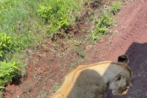 Lake Manyara, Tarangire, Ngorongoro 3-daagse safaritour