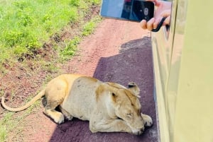 Lake Manyara, Tarangire, Ngorongoro 3-daagse safaritour
