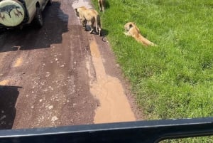Lake Manyara, Tarangire, Ngorongoro 3-daagse safaritour