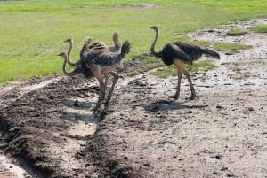 Lake Manyara, Tarangire, Ngorongoro 3-daagse safaritour
