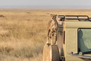 Lake Manyara, Tarangire, Ngorongoro 3-daagse safaritour