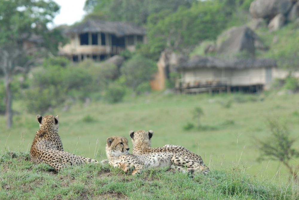 Lamai Serengeti