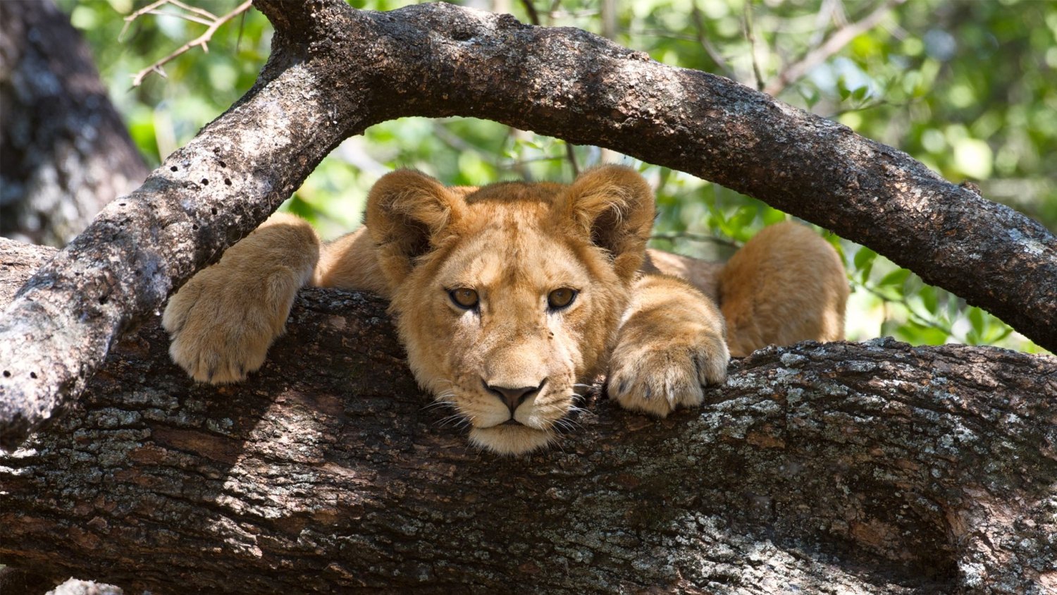 Tanzania Trip Service