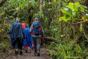 Trasa Lemosho 10 dni/9 nocy 8 dni w górach.