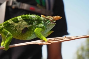 Zanzibar: Jozani-bos, Salaam-grot & Mtende-strandtour