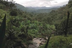 Zanzibar: Jozani-skogen, Fängelseön och kryddodling