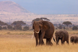 Zanzibar: 2-Days Mikumi National Park Luxury Safari