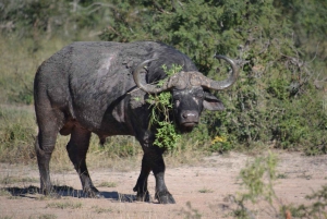 Zanzibar: 2-Days Mikumi National Park Luxury Safari