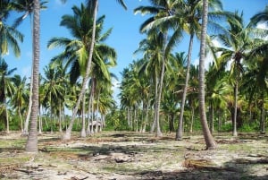 マフィア島：チョレ島ツアー（砂州ランチ付き）