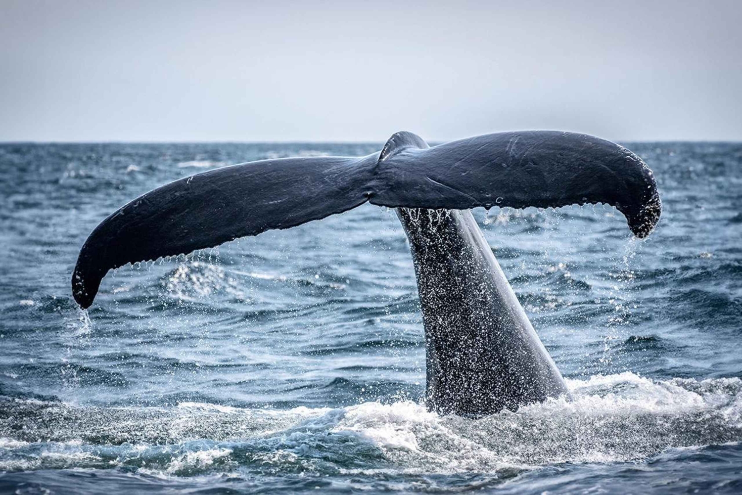 Isla Mafia: excursión para avistar ballenas jorobadas