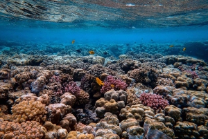 Isola di Mafia: tour del parco marino Sandbank con snorkeling