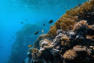 Isola di Mafia: tour del parco marino Sandbank con snorkeling