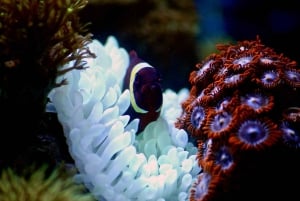 Isola di Mafia: tour del parco marino Sandbank con snorkeling