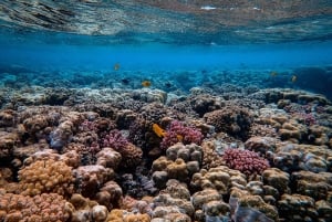 Isola di Mafia: tour del parco marino Sandbank con snorkeling