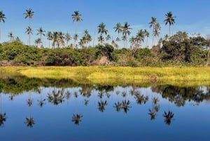 Isola di Mafia: Faro settentrionale e safari degli ippopotami