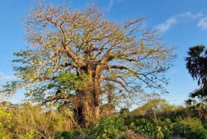 Isola di Mafia: Faro settentrionale e safari degli ippopotami