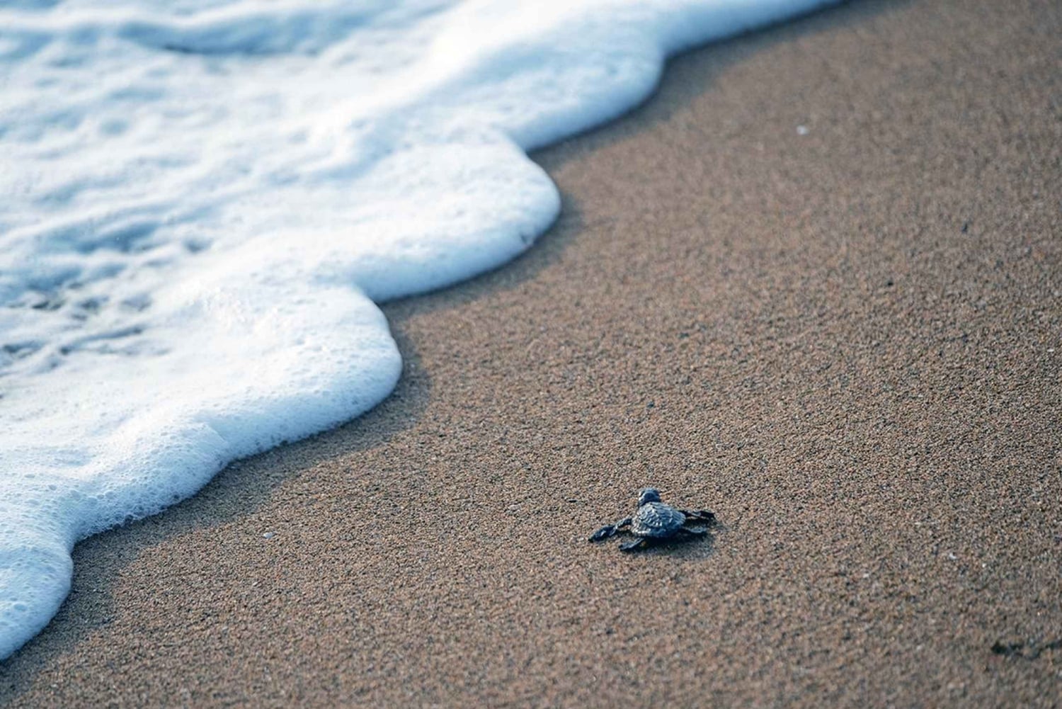Mafia Island: Turtle Hatch Watching Tour med guide
