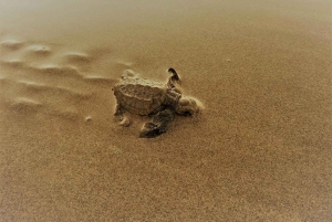 Mafia Island: Turtle Hatch Watching Tour med guide