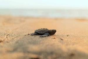 Mafia Island: Turtle Hatch Watching Tour med guide