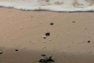 Mafia Island: Turtle Hatch Watching Tour med guide