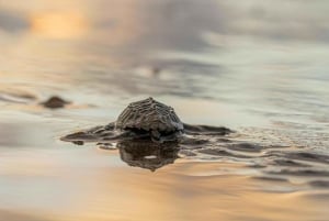 Mafia Island: Turtle Hatch Watching Tour med guide