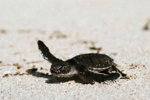 Mafia Island: Turtle Hatch Watching Tour med guide