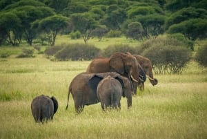 Makuyuni Wildlife Park: kameralne safari piesze i z auta