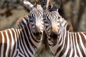 Makuyuni Wildlife Park: kameralne safari piesze i z auta