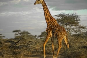 Makuyuni Wildlife Park: kameralne safari piesze i z auta