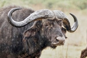 Makuyuni Wildlife Park: kameralne safari piesze i z auta