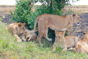 Masái Mara: safari en grupo de 3 días en Land Cruiser