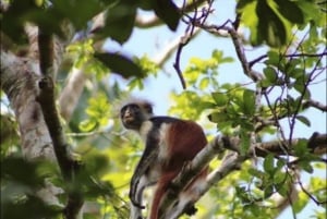 Masinginin metsävaellus, köysirata, maustefarmikierros ja lounas