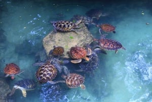 Massai-Dorf & Baraka-Schildkröten-Aquarium