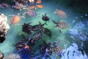 マサイ村とバラカのカメ水族館