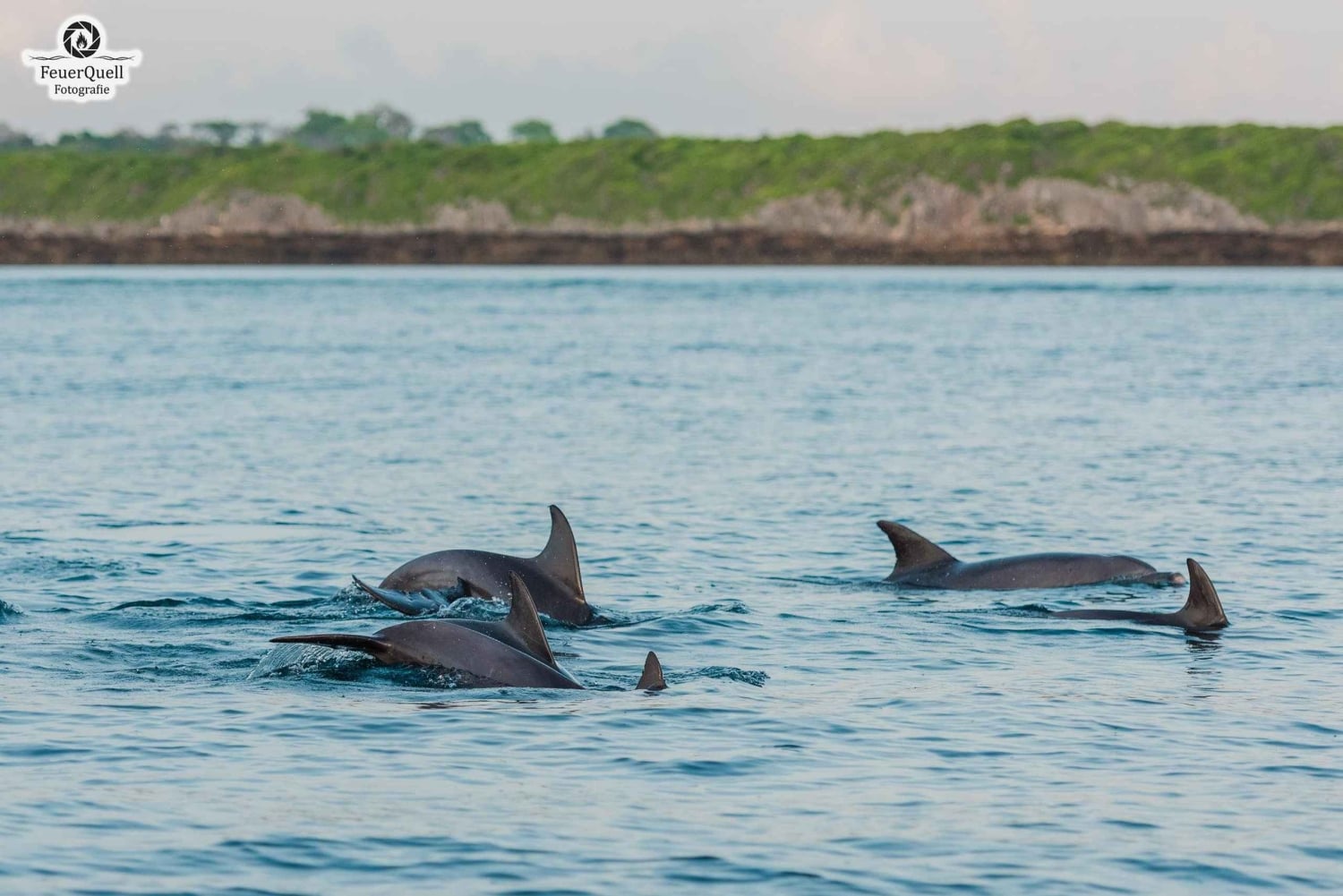Matemwe: Passeio de barco para ver golfinhos e fazer snorkeling na Ilha Mnemba