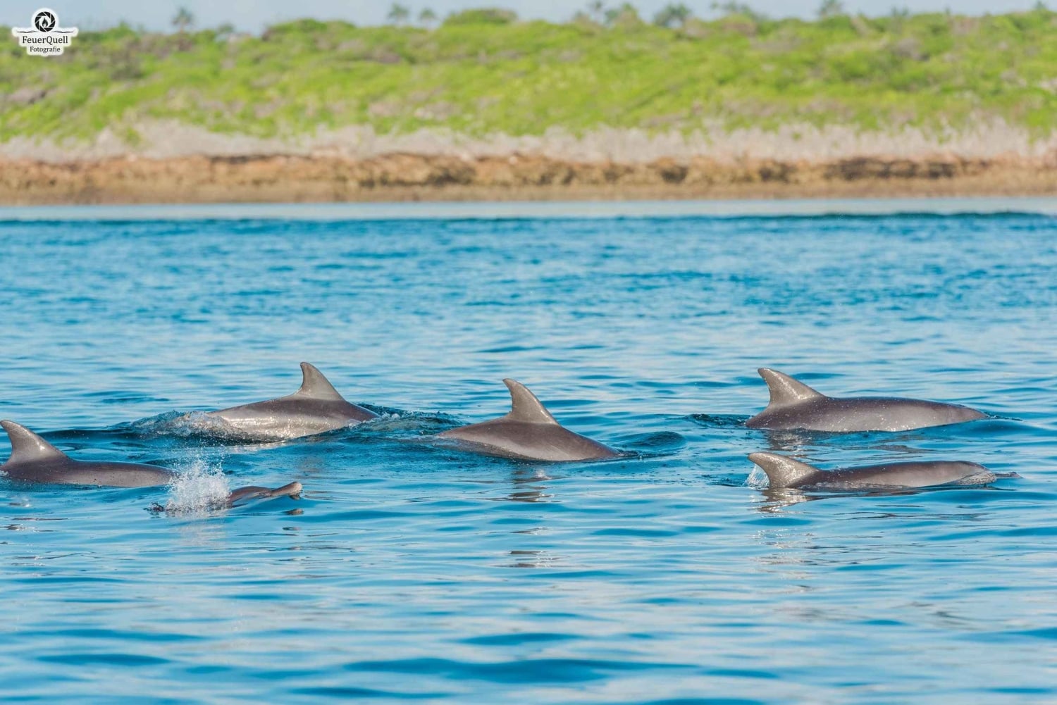 Matemwe: Passeio de barco para ver golfinhos e fazer snorkeling na Ilha Mnemba
