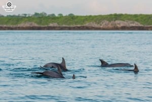Matemwe: Passeio de barco para ver golfinhos e fazer snorkeling na Ilha Mnemba