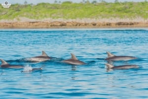 Matemwe: Passeio de barco para ver golfinhos e fazer snorkeling na Ilha Mnemba