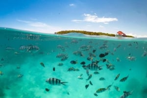 Matemwe: Passeio de barco para ver golfinhos e fazer snorkeling na Ilha Mnemba