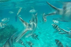 Matemwe: Passeio de barco para ver golfinhos e fazer snorkeling na Ilha Mnemba