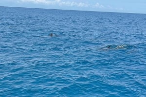 Matemwe: Passeio de barco para ver golfinhos e fazer snorkeling na Ilha Mnemba