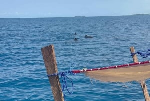 Matemwe: Passeio de barco para ver golfinhos e fazer snorkeling na Ilha Mnemba