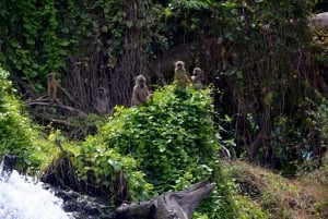 Materuni-vandfaldet og/eller Chemka Hot Springs og/eller kaffetur