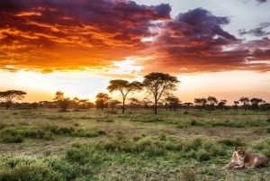 Mikumi and Nyerere National Parks 4-Day Safari