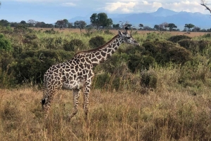 Mikumi and Nyerere National Parks 4-Day Safari