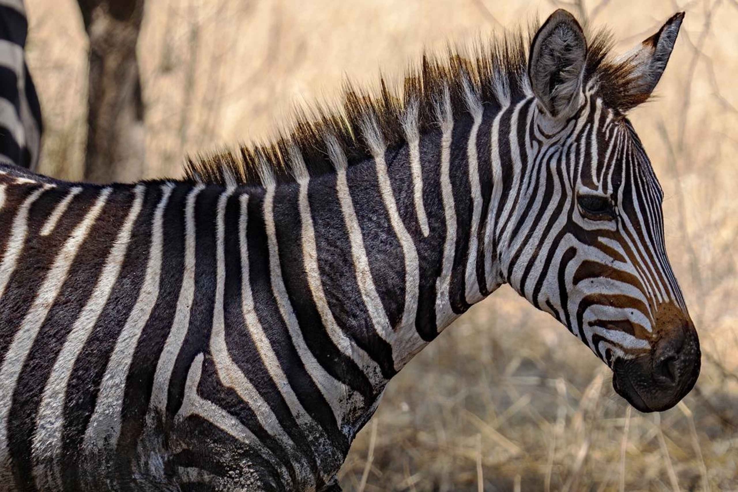 Parc national de Mikumi : 2 jours de safari en camping