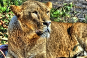 Parc national de Mikumi : 2 jours de safari en camping